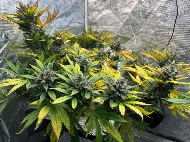 fastbuds hydroponic dwc. Week 6