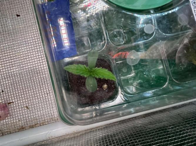 2-in-1 Grow Tent 48x36x72. Week 0
