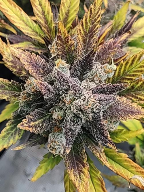 fastbuds hydroponic dwc. Week 14