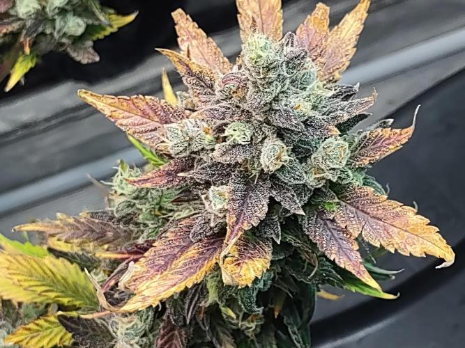 fastbuds hydroponic dwc. Week 14