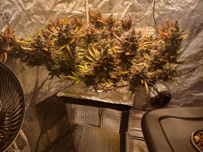 fastbuds hydroponic dwc. Week 14