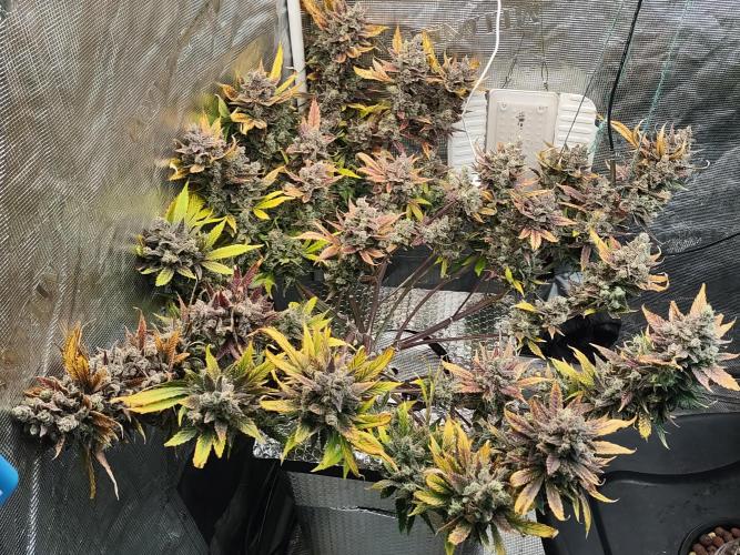fastbuds hydroponic dwc. Week 14