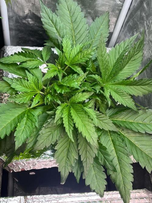 fastbuds hydroponic dwc. Week 7