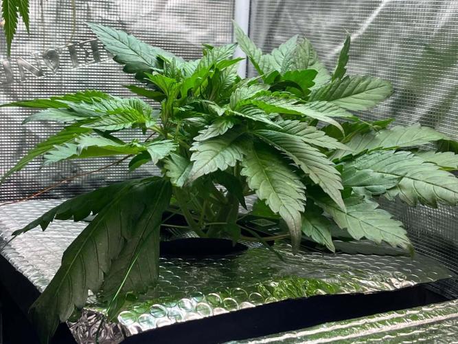 fastbuds hydroponic dwc. Week 7
