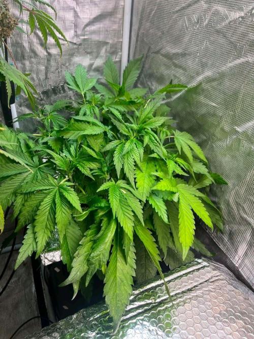 fastbuds hydroponic dwc. Week 8