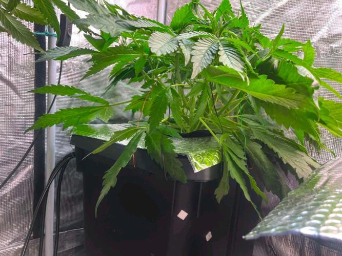 fastbuds hydroponic dwc. Week 8