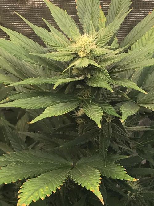 fastbuds hydroponic dwc. Week 10
