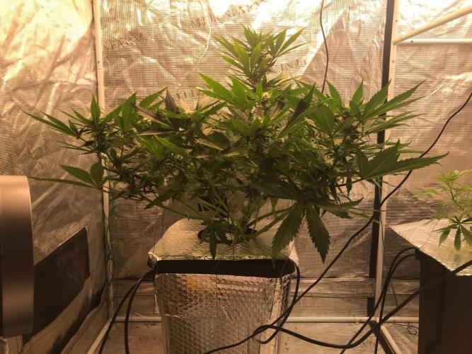 fastbuds hydroponic dwc. Week 10