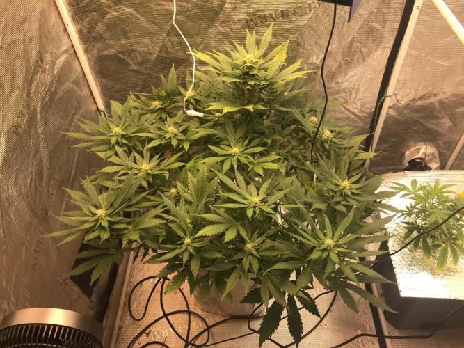 fastbuds hydroponic dwc. Week 10