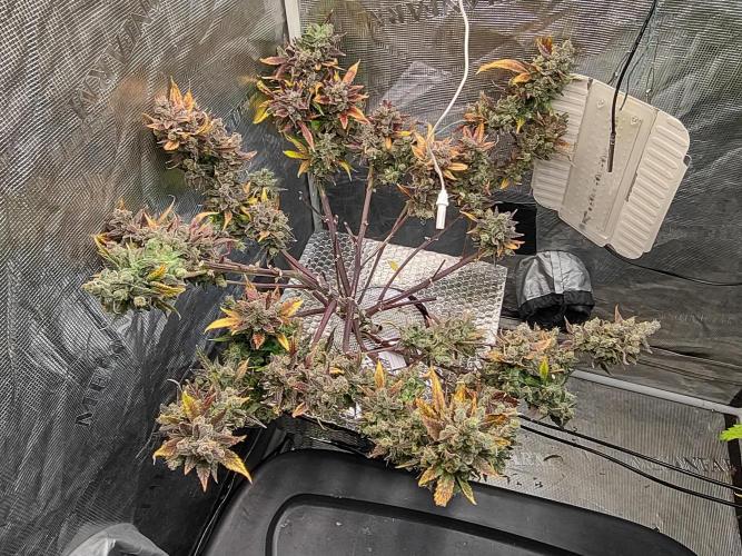 fastbuds hydroponic dwc. Week 15
