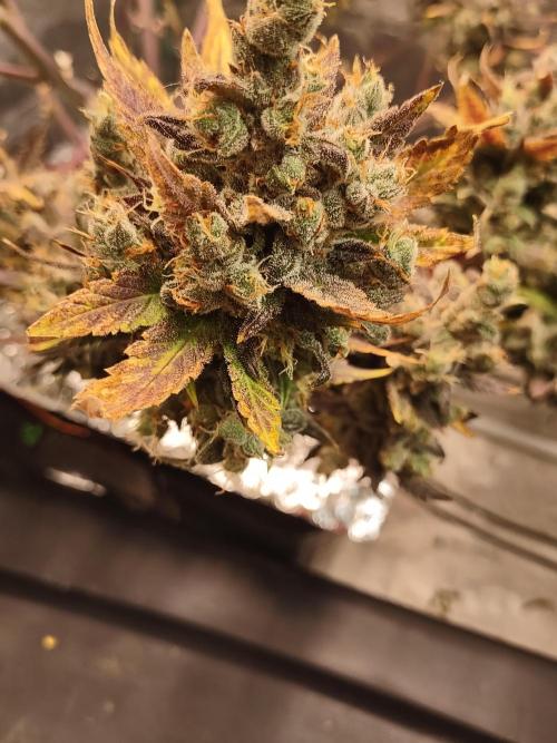 fastbuds hydroponic dwc. Week 15