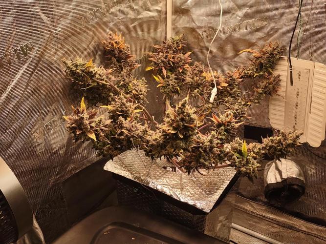 fastbuds hydroponic dwc. Week 15