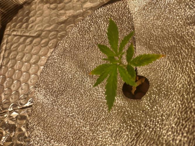gelato auto dwc. Week 0 - roots coming out net pot and touching water