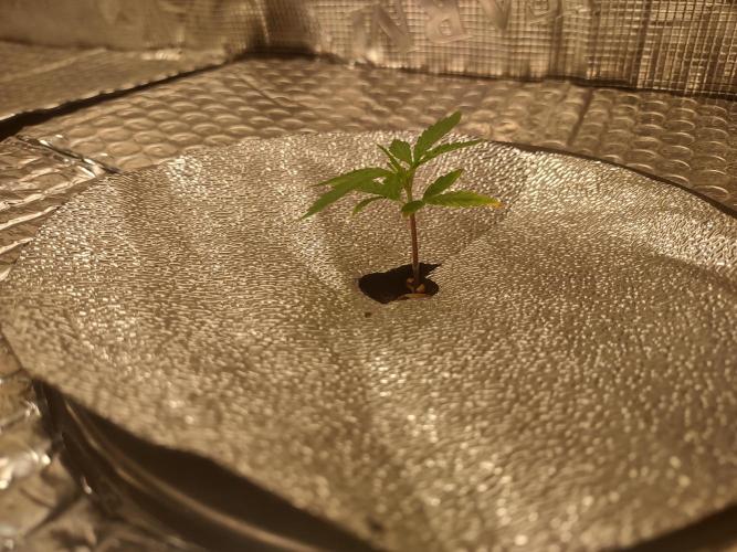 gelato auto dwc. Week 0