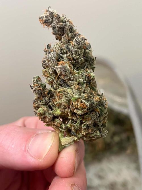 fastbuds hydroponic dwc. Week 18