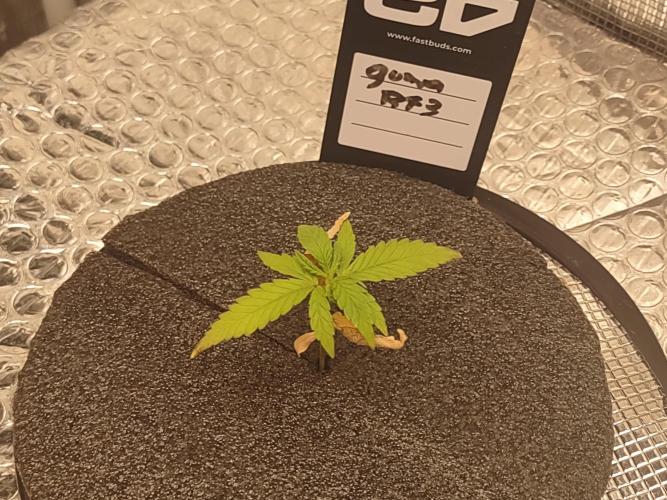 PHX4 PRO2000 240W Full-spectrum Dimmable LED. Week 0