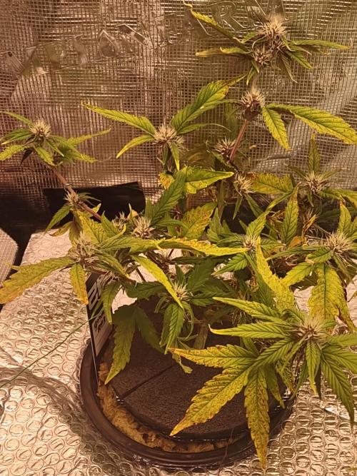 Guava RF3. Week 8