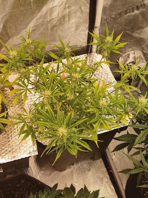 gelato auto dwc. Week 5