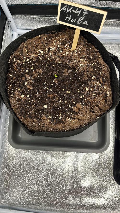 AK-47 Auto. Week 1