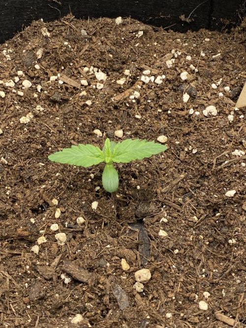 HubaSeedBank. Week 1 - 19.07.2026