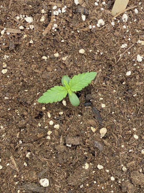 AK-47 Auto. Week 1
