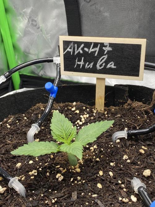 AK-47 Auto. Week 2