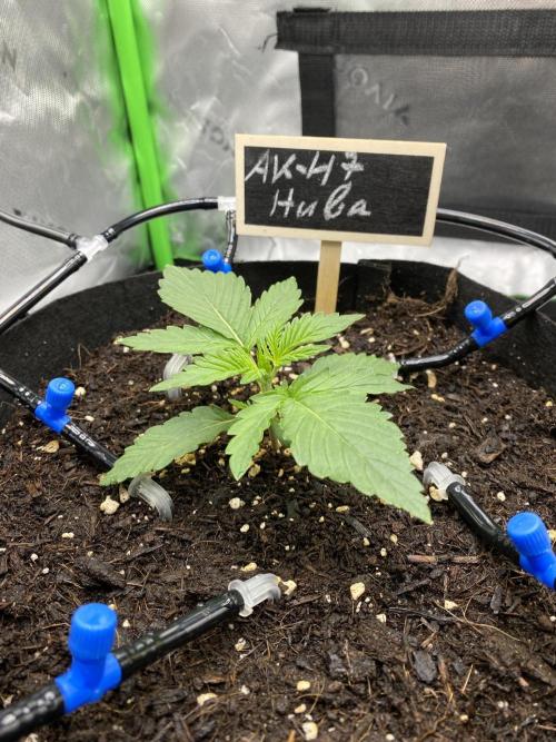 AK-47 Auto. Week 2