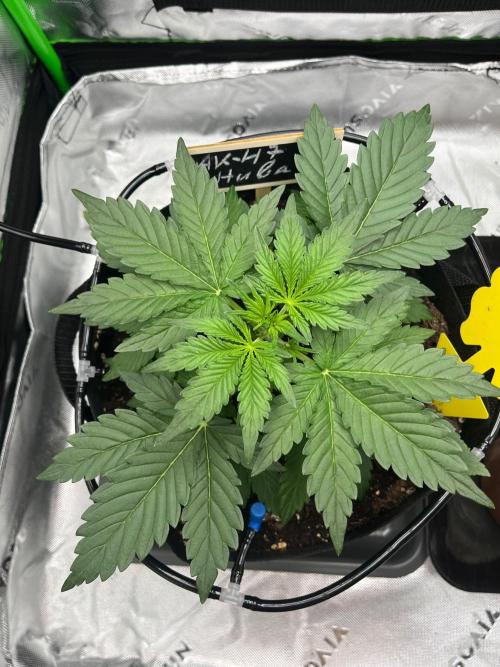 HubaSeedBank. Week 3 - 01.08.2026
