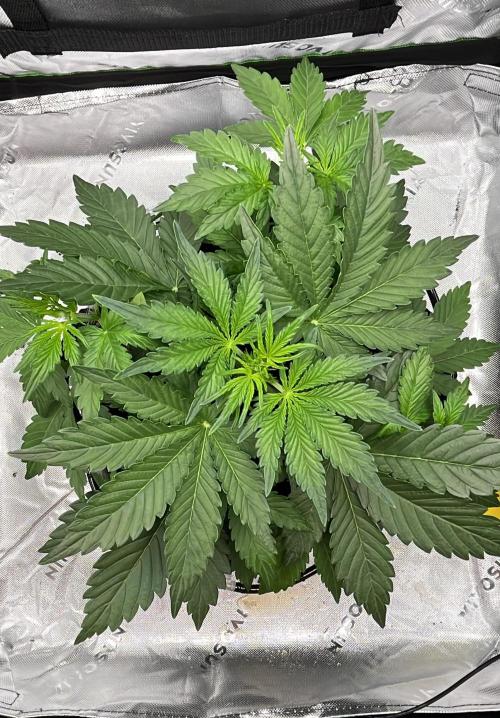 HubaSeedBank. Week 4 - 04.08.2026