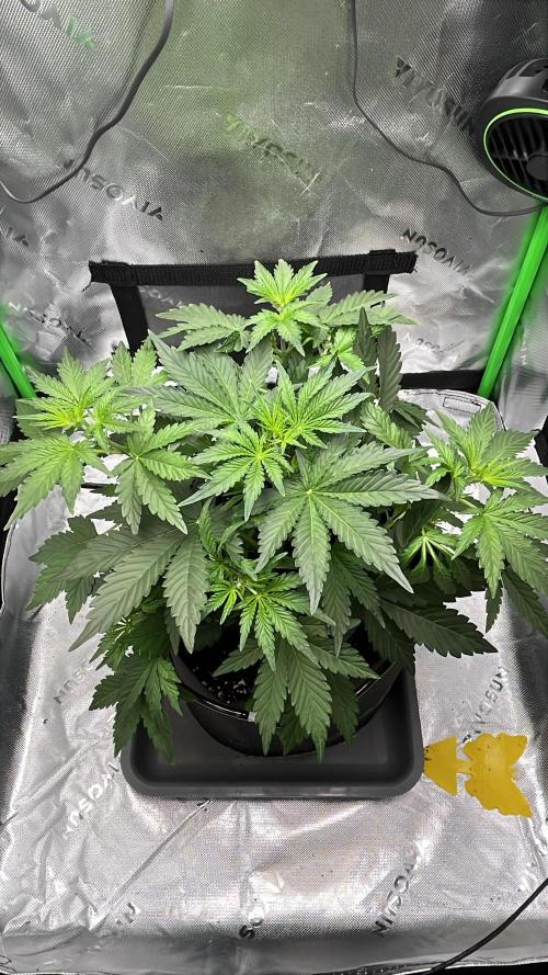 HubaSeedBank. Week 4 - 06.08.206