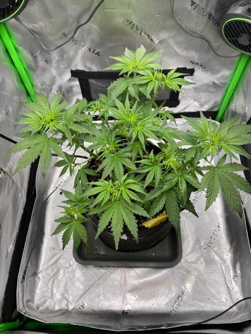HubaSeedBank. Week 4 - 09.08.2026