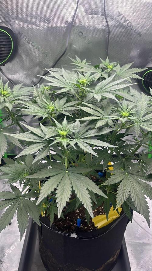 HubaSeedBank. Week 5 - 12.08.2026