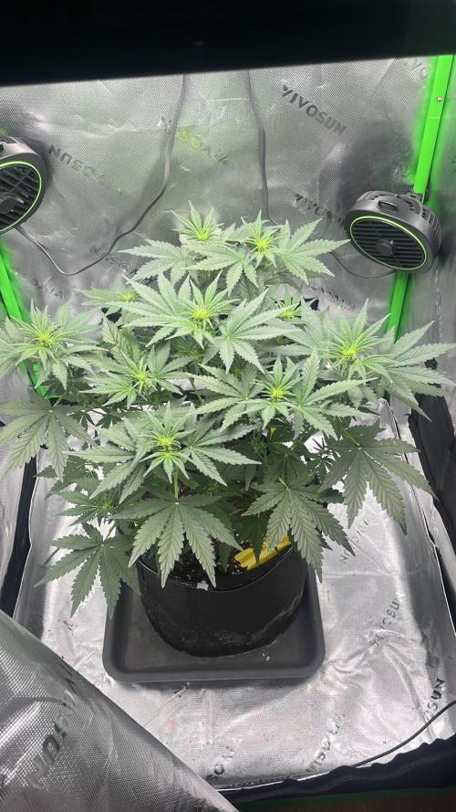 HubaSeedBank. Week 5 - 12.08.2026