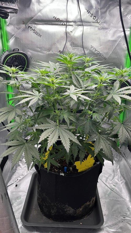 HubaSeedBank. Week 5 - 15.08.2026