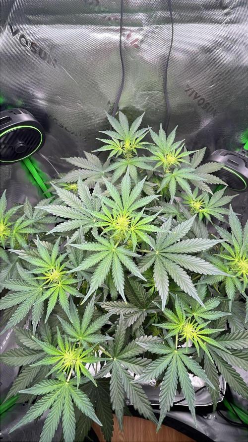 HubaSeedBank. Week 5 - 15.08.2026