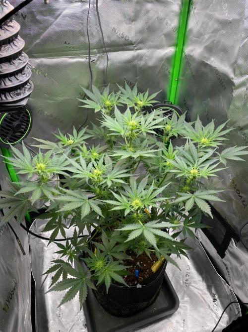 HubaSeedBank. Week 6 - 17.08.2026