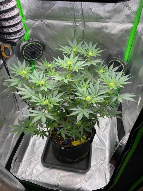 HubaSeedBank. Week 6 - 17.08.2026