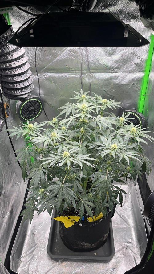 HubaSeedBank. Week 7 - 25.08.2026