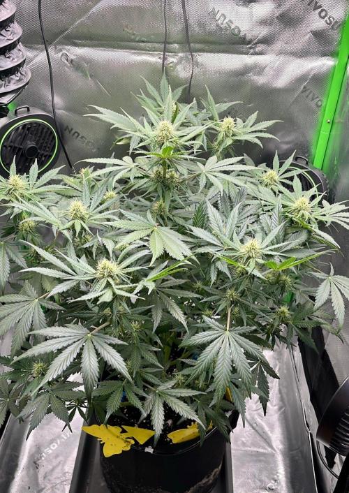 HubaSeedBank. Week 7 - 28.08.2026