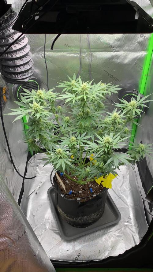 AK-47 Auto Regular. Week 7