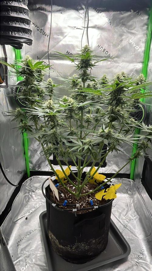 HubaSeedBank. Week 8 - 01.09.2026