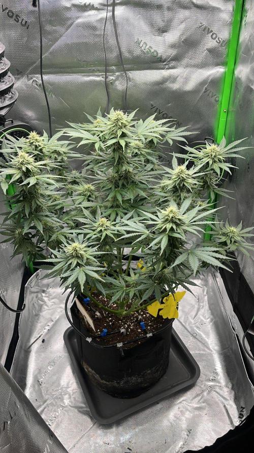 HubaSeedBank. Week 8 - 01.09.2026