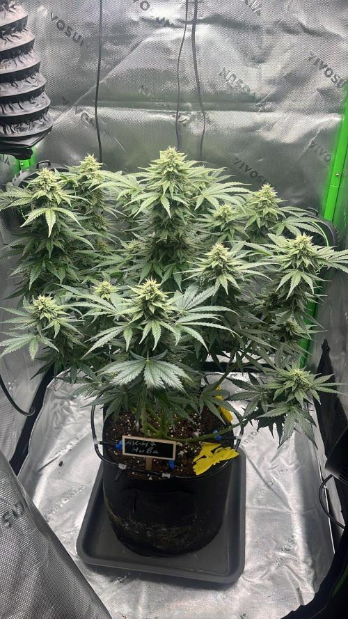 HubaSeedBank. Week 9 - 08.09.2026