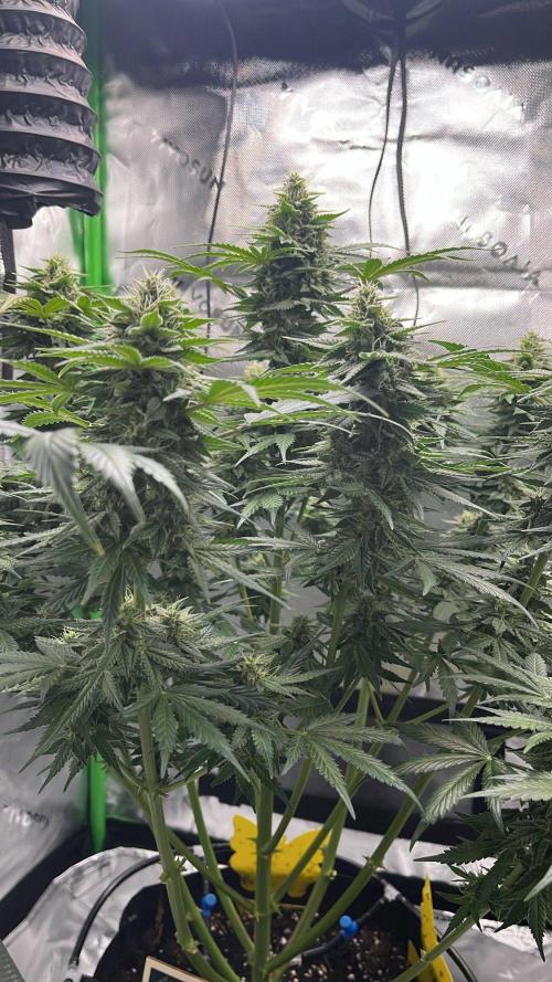 HubaSeedBank. Week 9 - 11.09.2026
