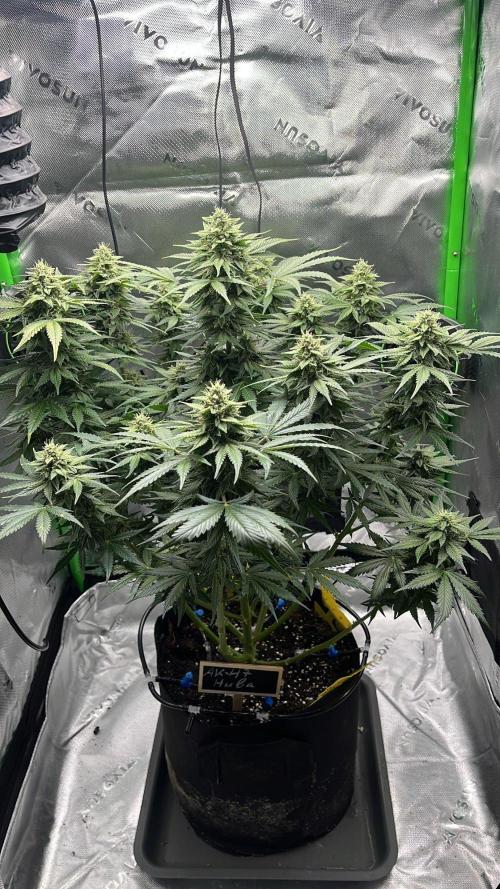 HubaSeedBank. Week 9 - 11.09.2026