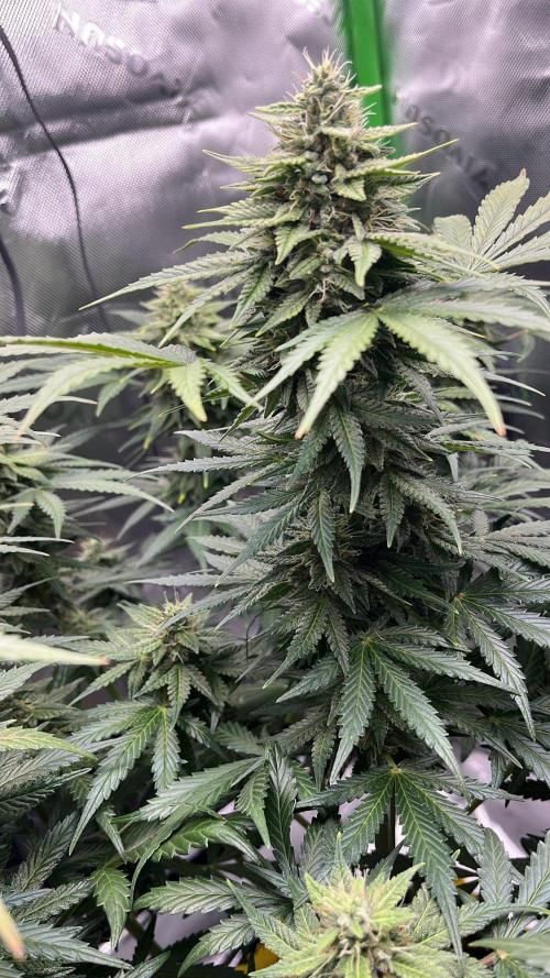 HubaSeedBank. Week 9