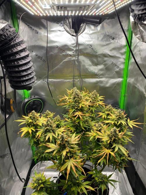 HubaSeedBank. Week 11 - 25.09.2026