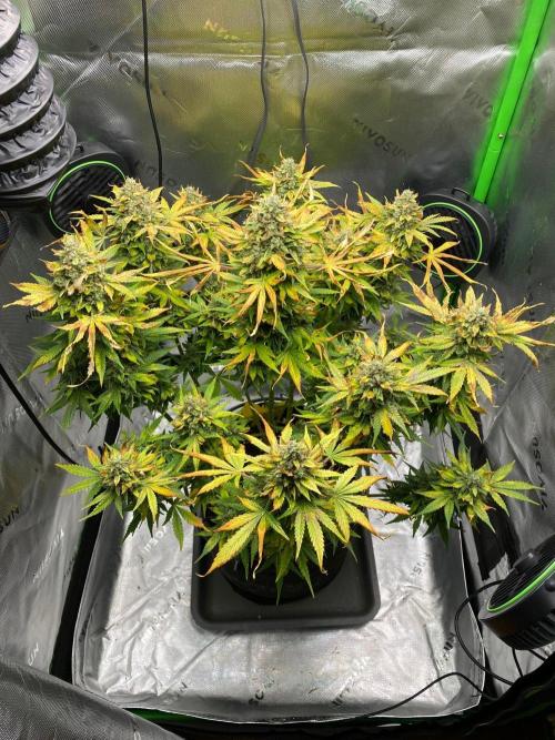 HubaSeedBank. Week 11 - 25.09.2026