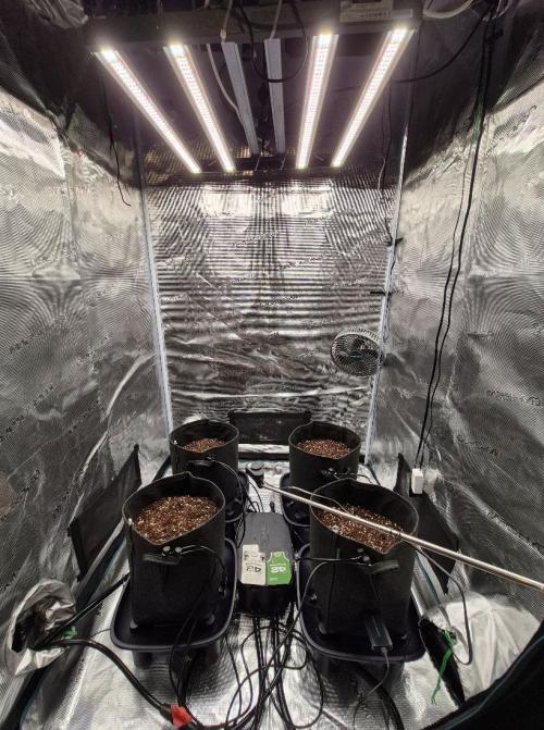 Mango Frost Auto. Week 0