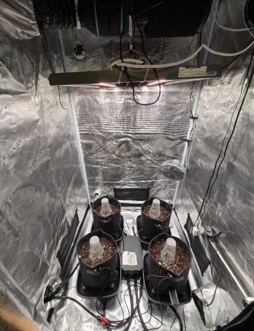 MANGO FROST AUTO by Atomik Systems. Week 0
